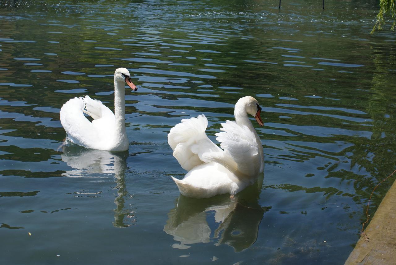 Agriturismo Villa Dei Mulini Volta Mantovana Zewnętrze zdjęcie